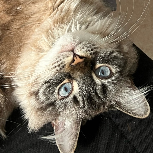 pixiee_